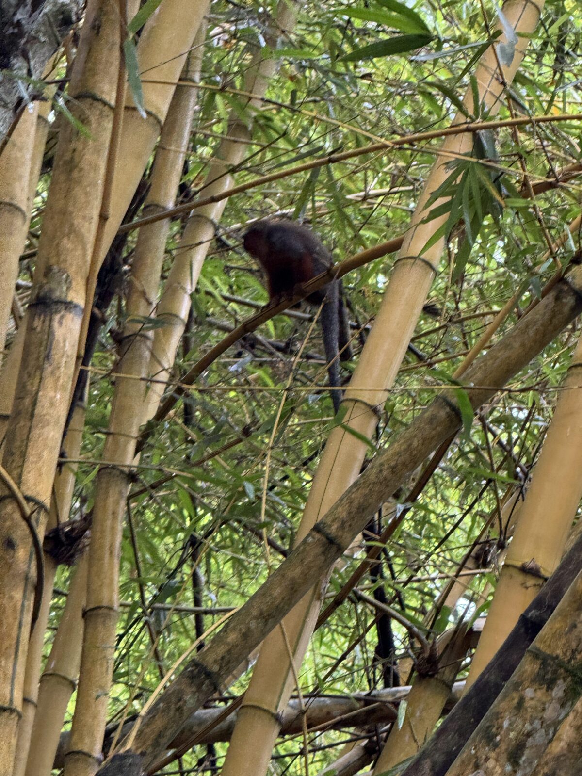 monkey in a tree